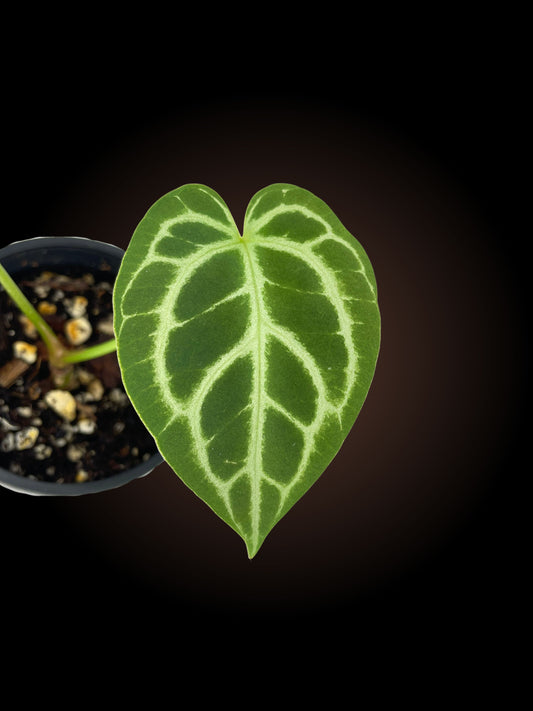 Anthurium Grande Experiment