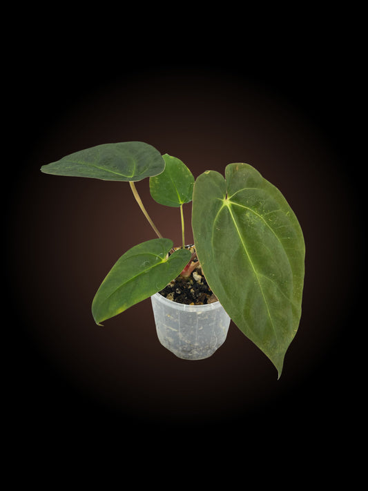 Anthurium Grande x Dress x Pap