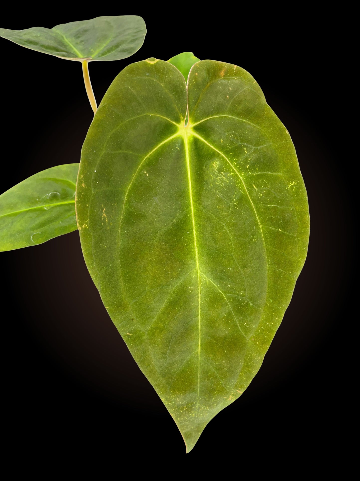 Anthurium Grande x Dress x Pap