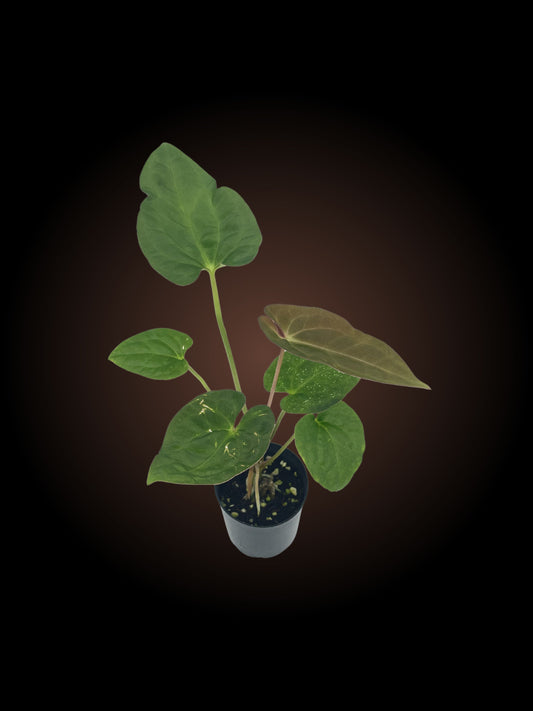 *** UGLY PLANT DISCOUNT*** Anthurium Hoff x VS