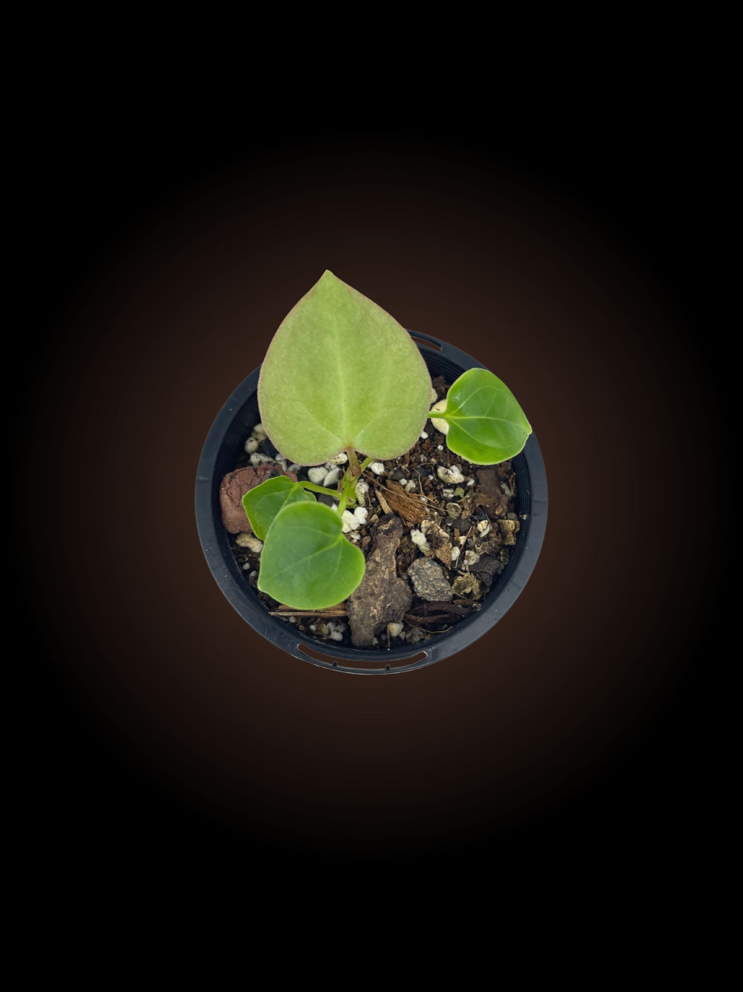 Anthurium Luxurians x Forgetii Dark Form