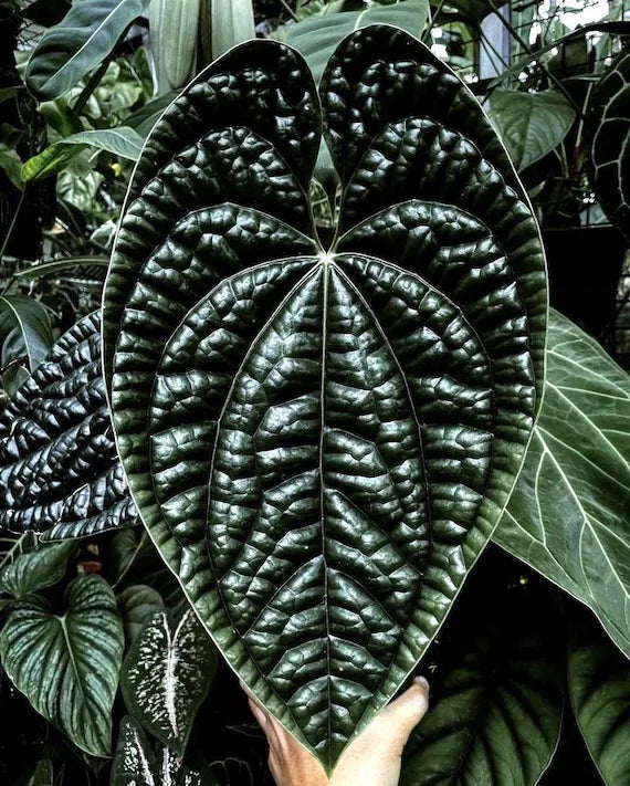 Anthurium Luxurians x Forgetii Dark Form