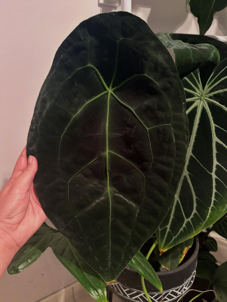 Anthurium Luxurians x Forgetii Dark Form