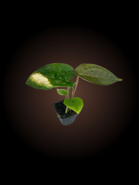 Anthurium Luxurians x