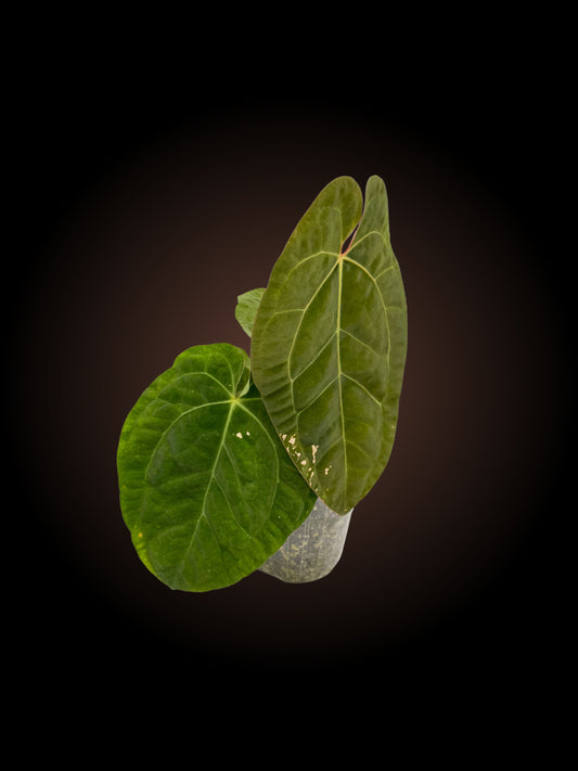 Anthurium MV x RC doubled headed