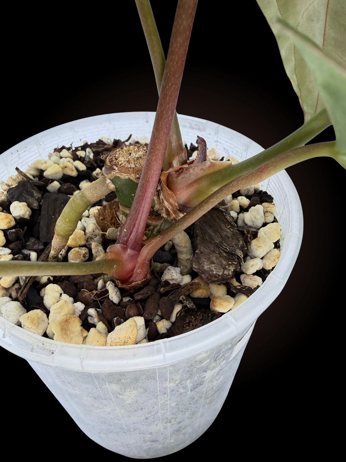 Anthurium MV x RC doubled headed