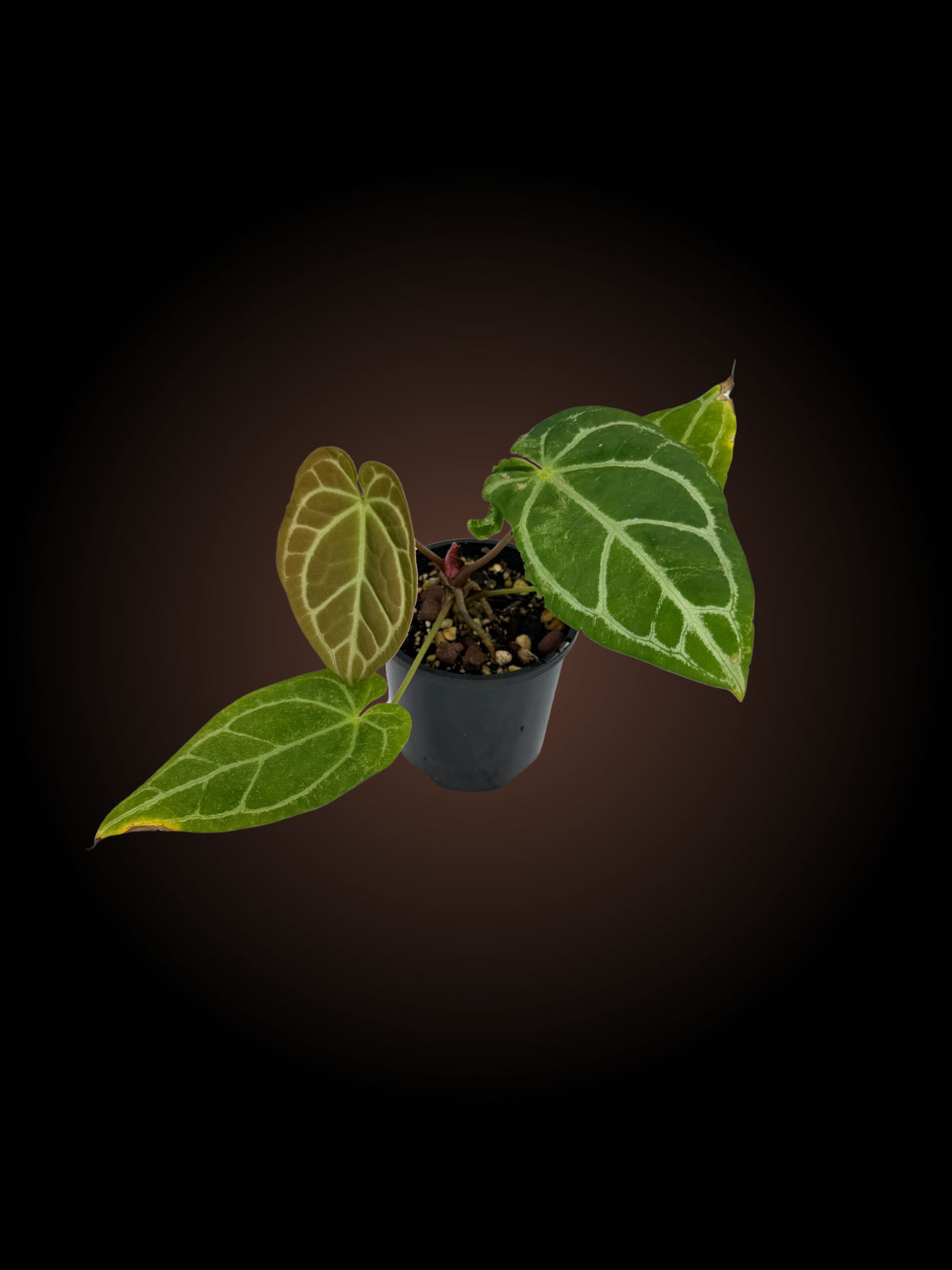 Anthurium Magnificum x Velvet Shadow