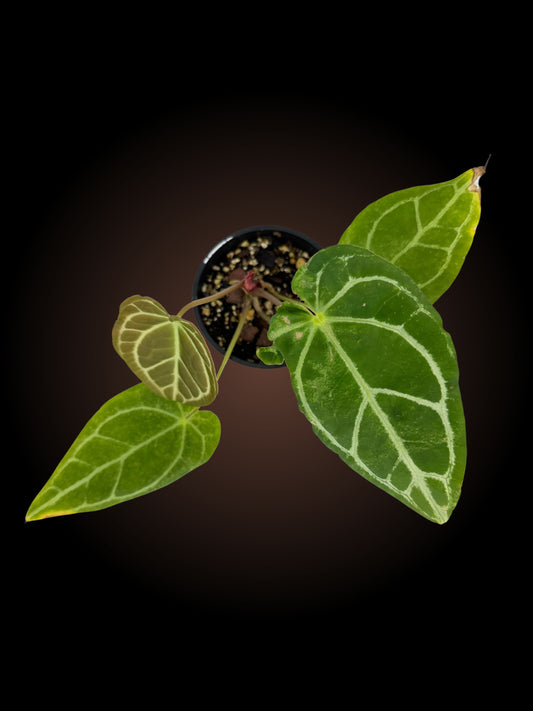 Anthurium Magnificum x Velvet Shadow