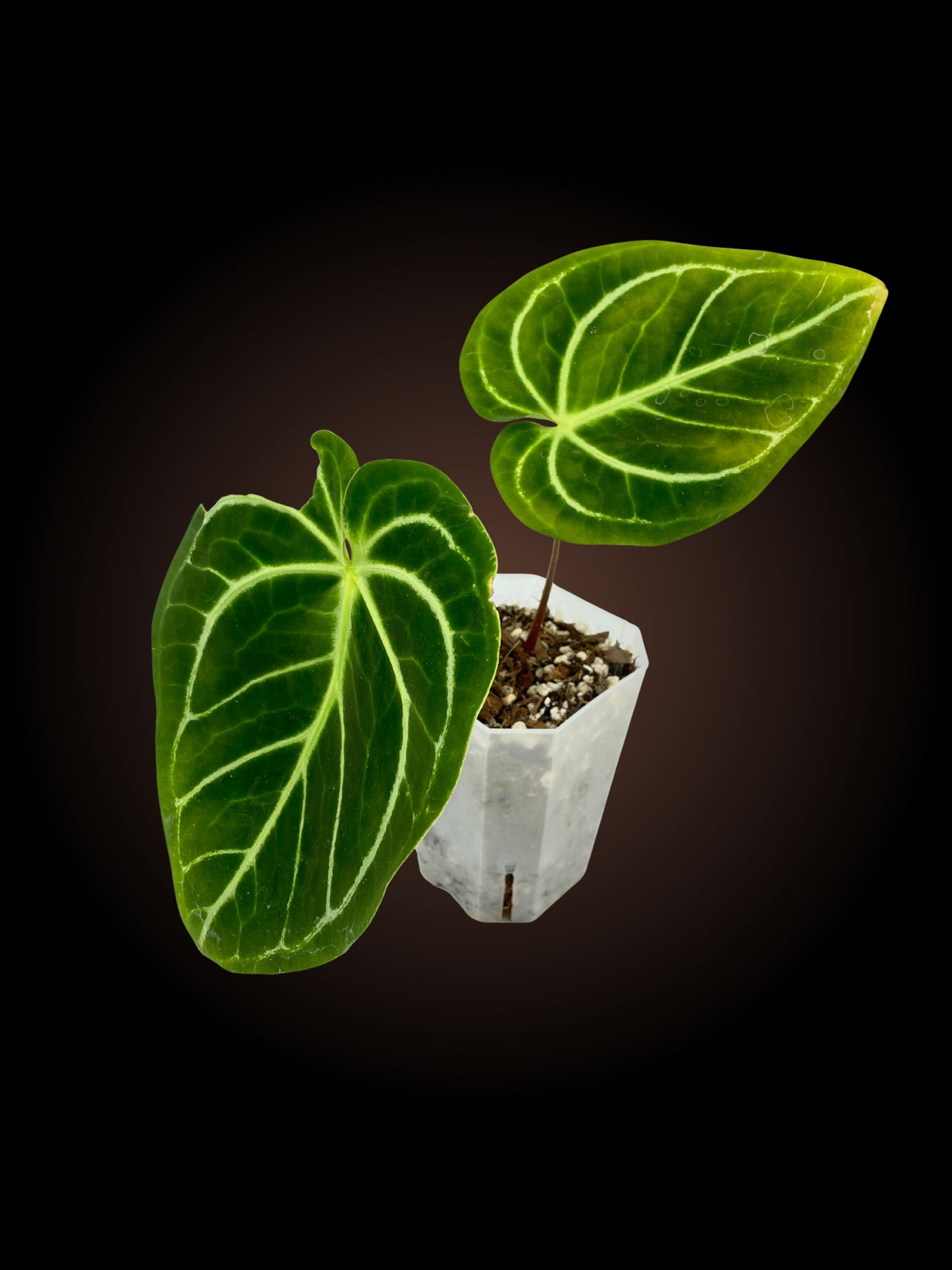 Anthurium Mag x Regale