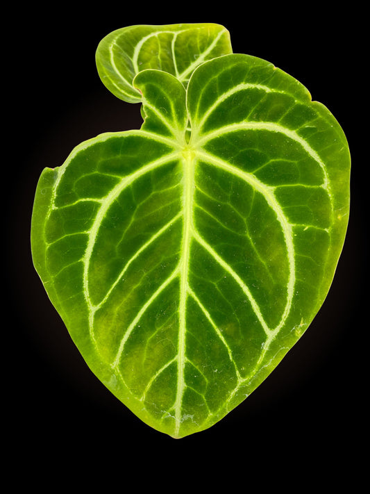 Anthurium Mag x Regale