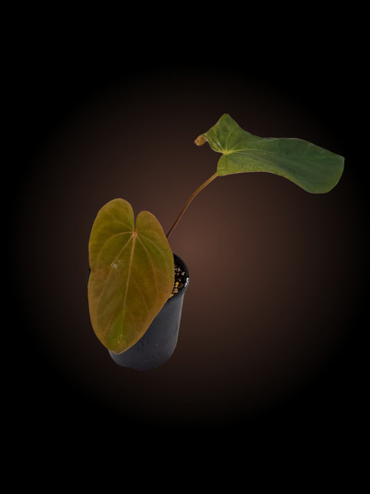 Anthurium Metallic Cyclone