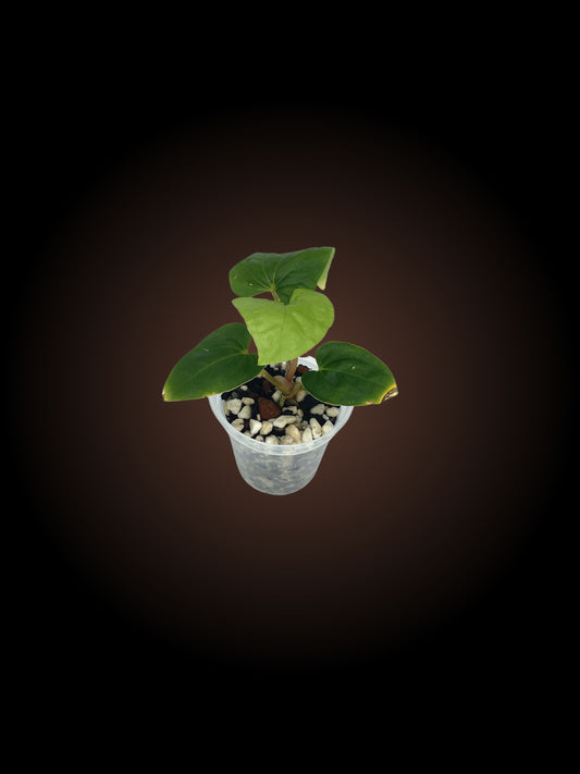 Anthurium Pap RA6 x Kuna