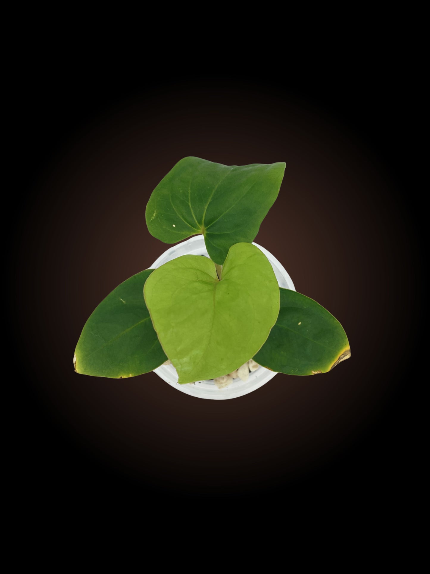 Anthurium Pap RA6 x Kuna