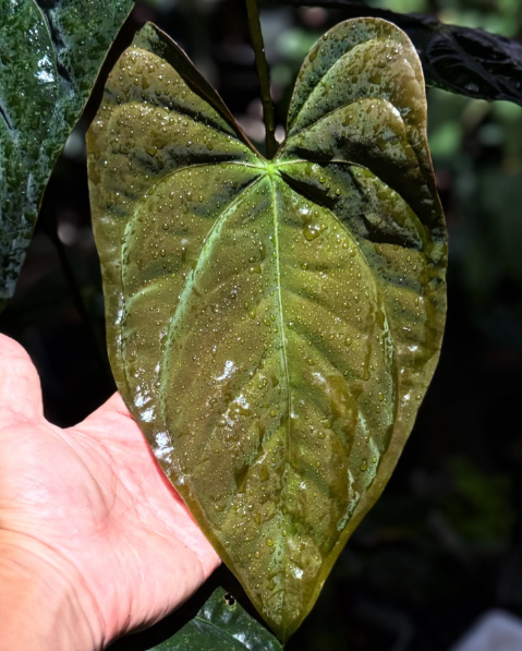 Anthurium Pap RA6 x Kuna