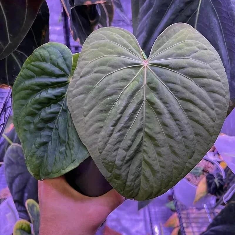 Anthurium Pap RA6 x Kuna