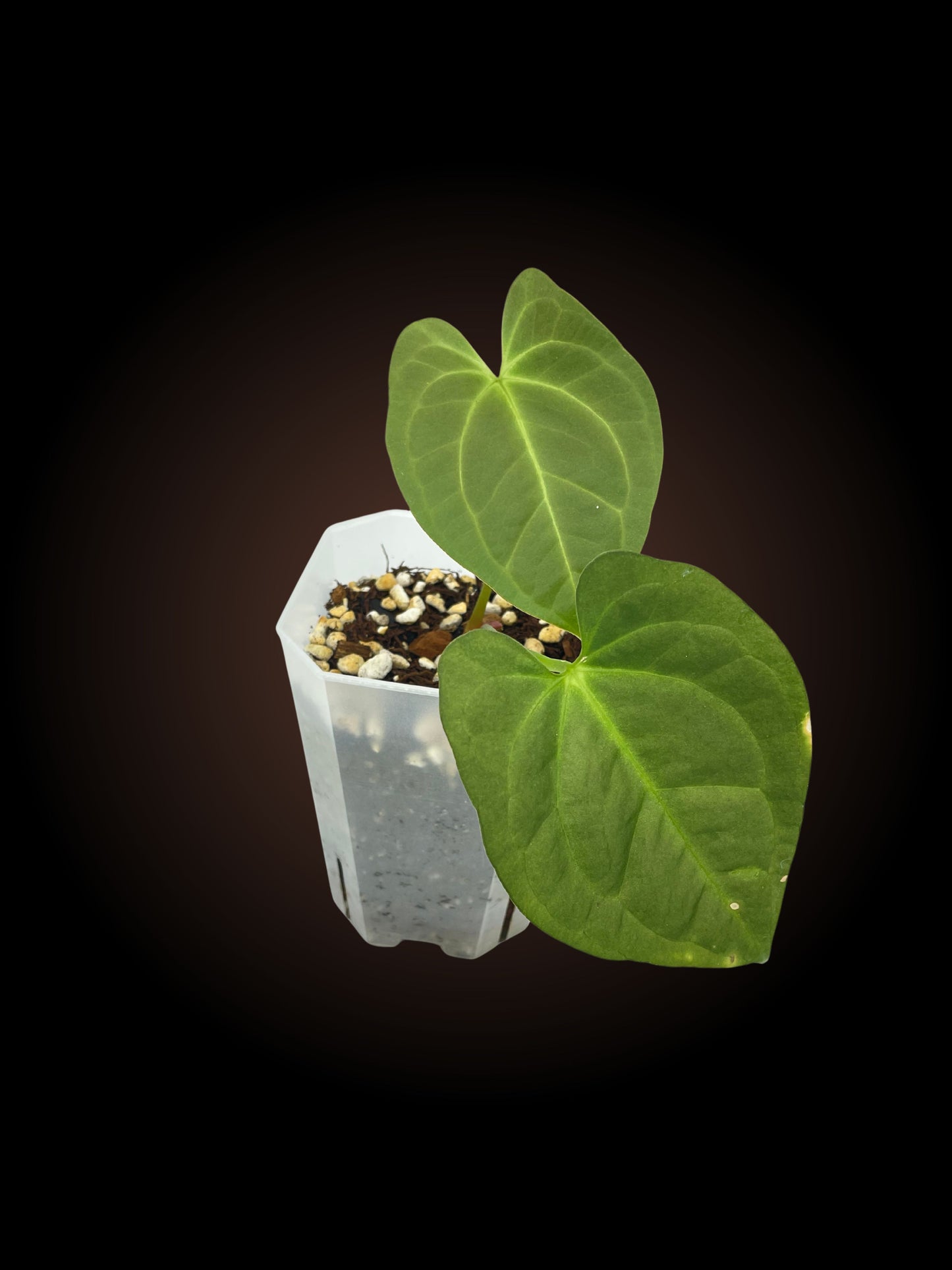 Anthurium Pap x Dress x Hoff x BS