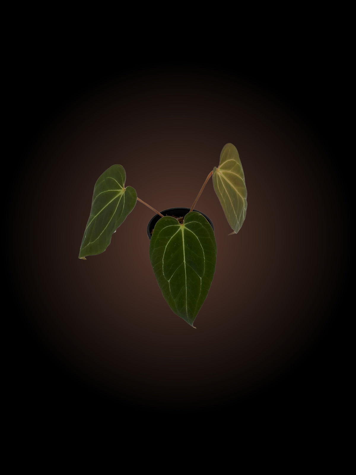 Weekly Auction - Anthurium Pap x Jessica Rabbit