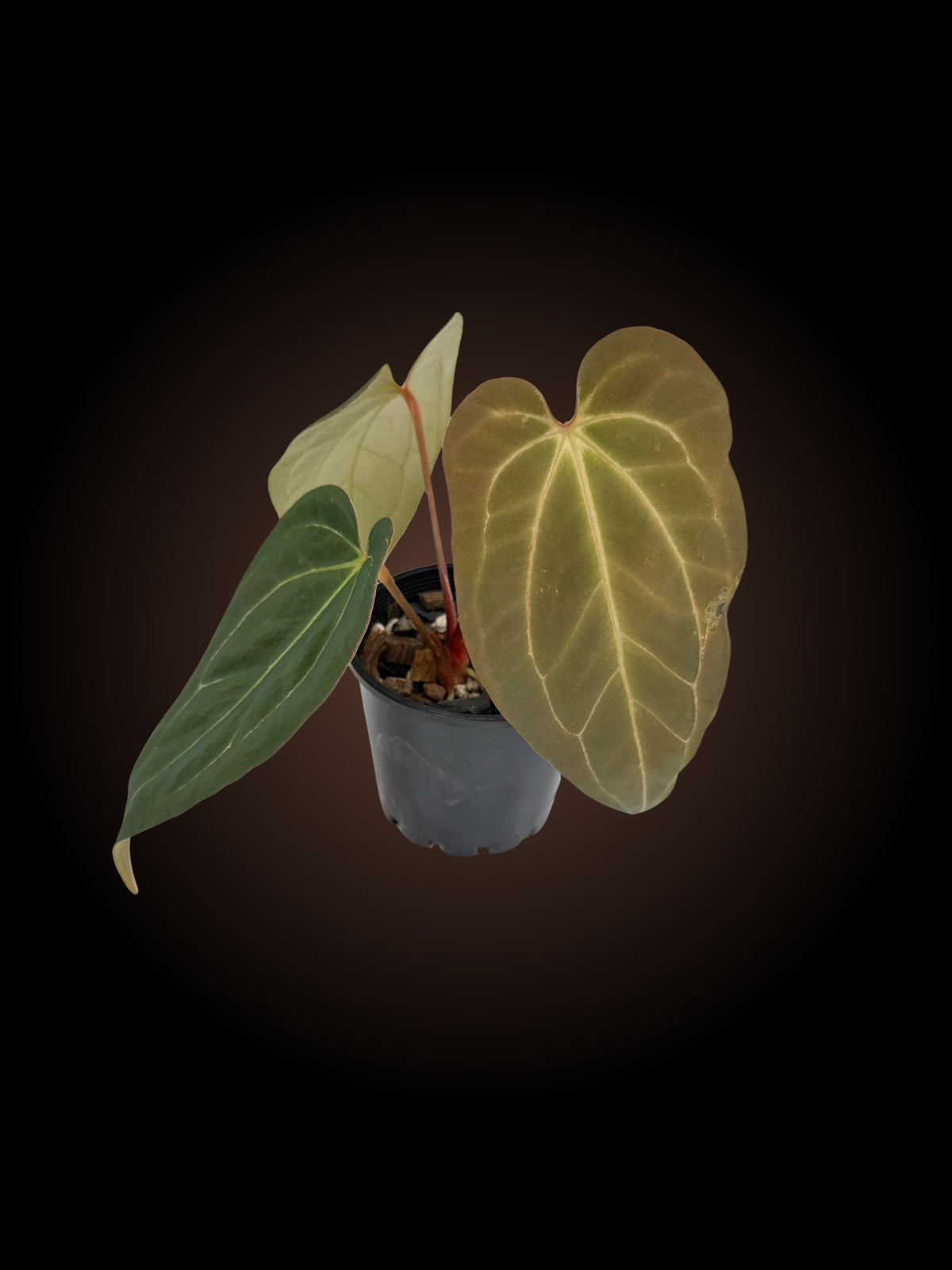 Weekly Auction - Anthurium Pap x Jessica Rabbit