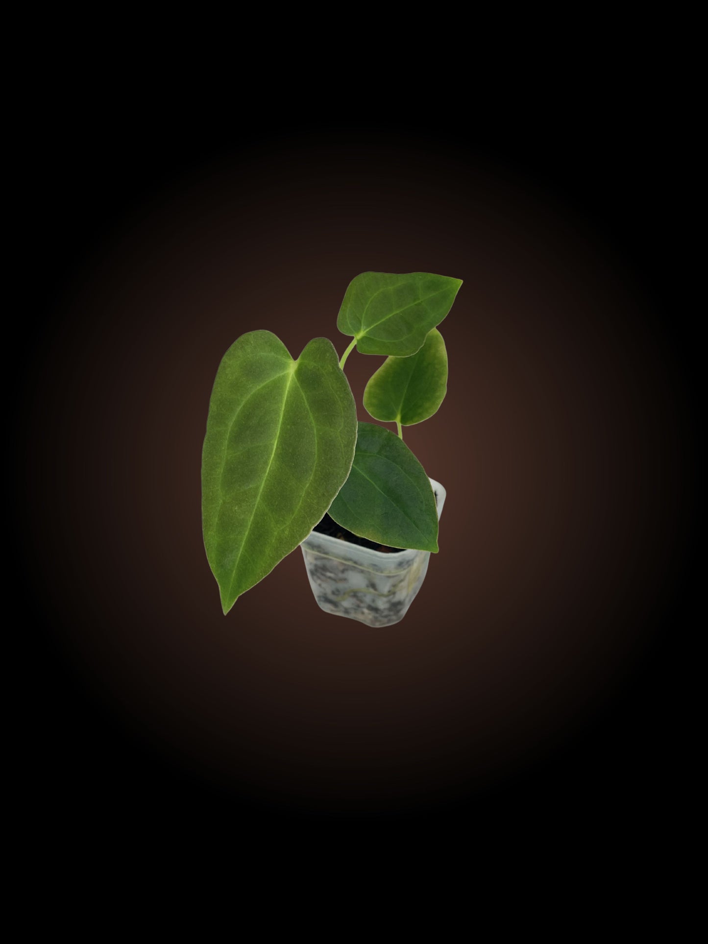 Anthurium Pap x (Var Pap x Dress)