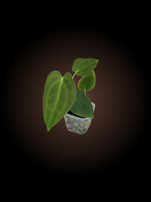 Anthurium Pap x (Var Pap x Dress)