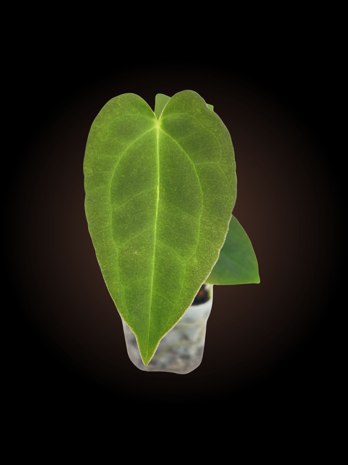 Anthurium Pap x (Var Pap x Dress)