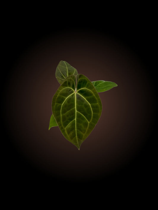 Weekly Auction - Anthurium RBC