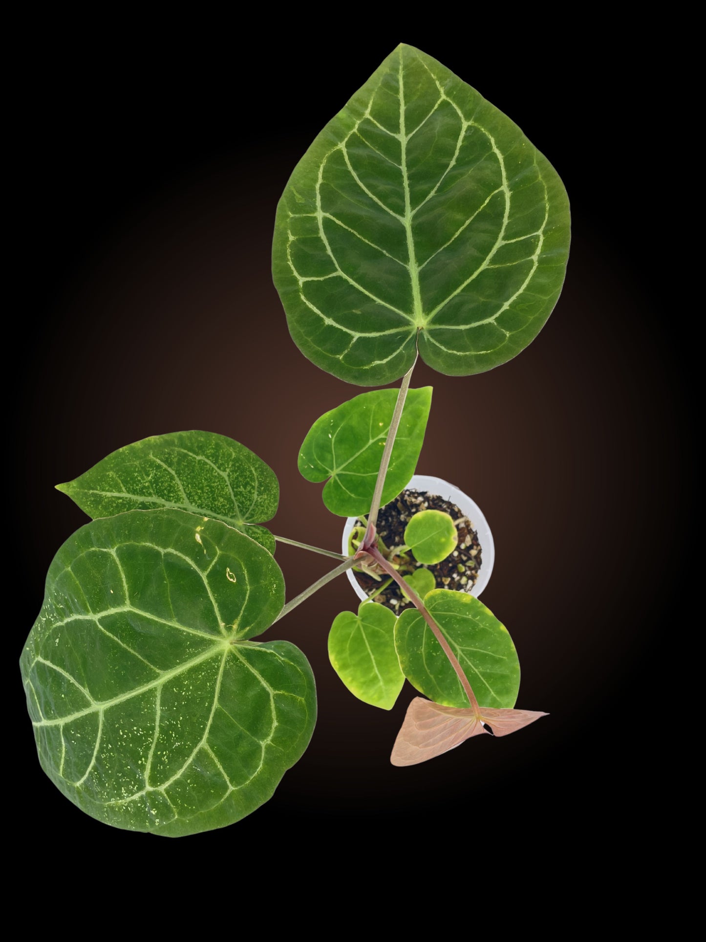 SKG Anthurium Red Crystallinum