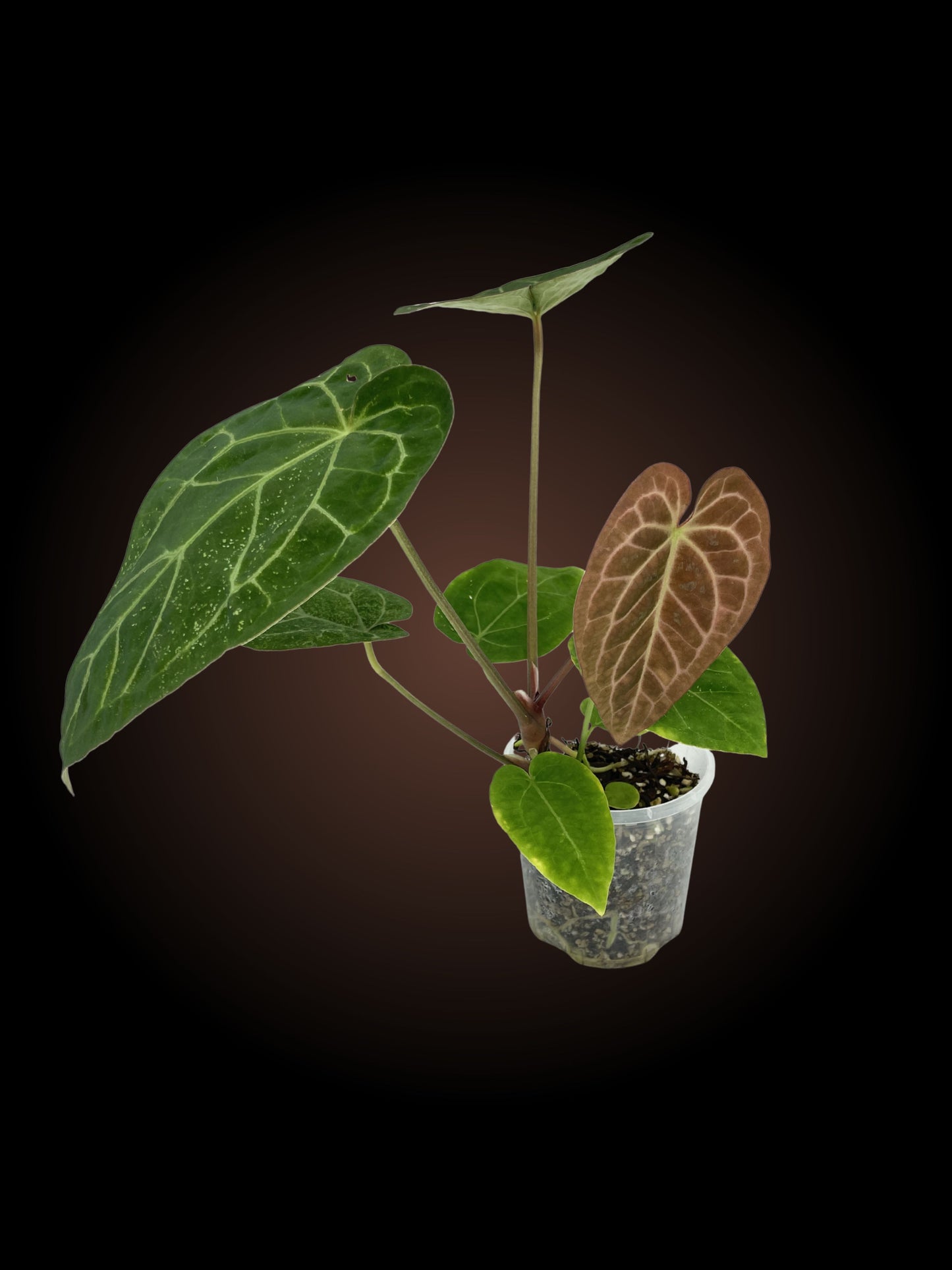 SKG Anthurium Red Crystallinum
