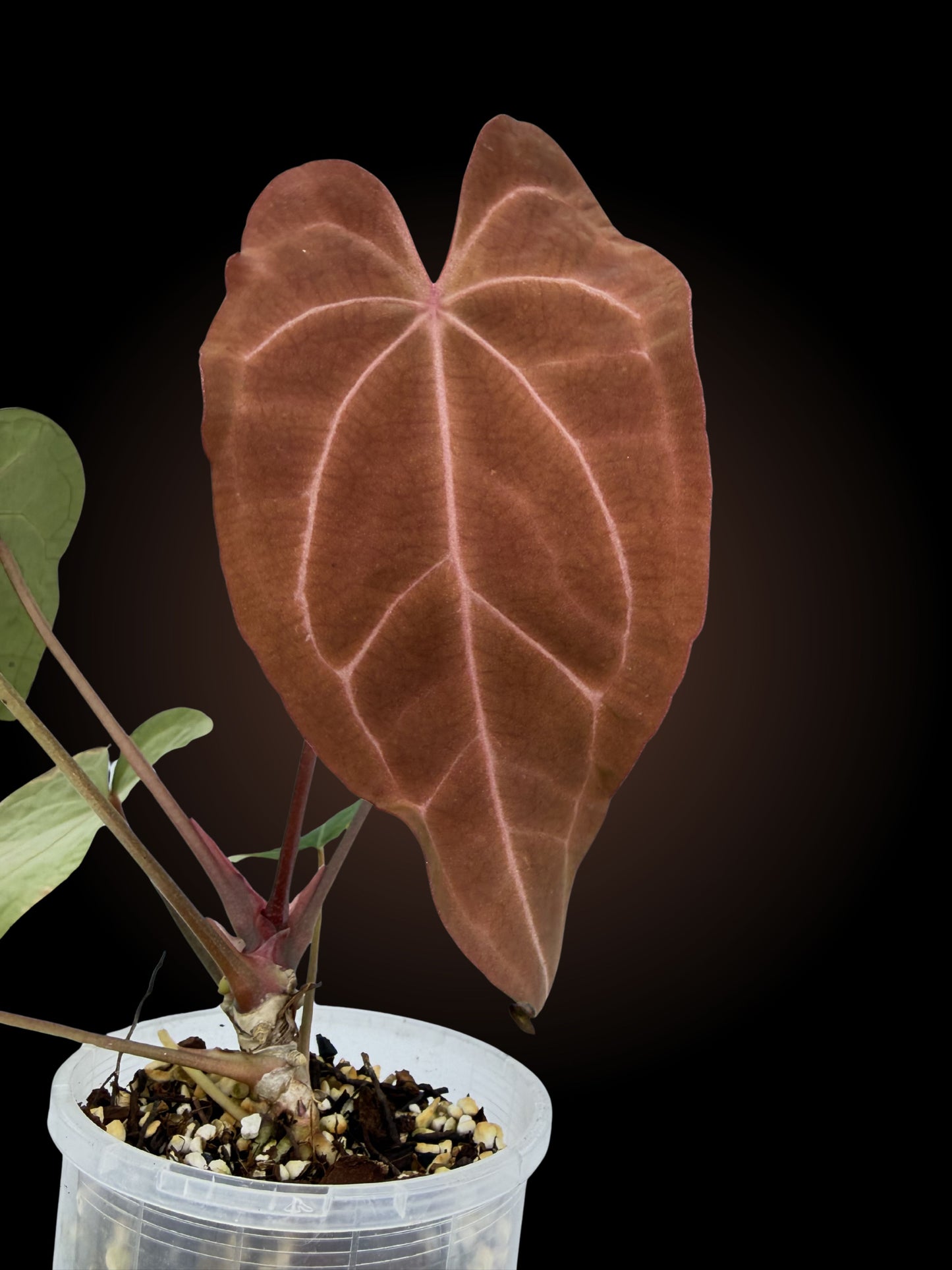 Anthurium Red Crystal x