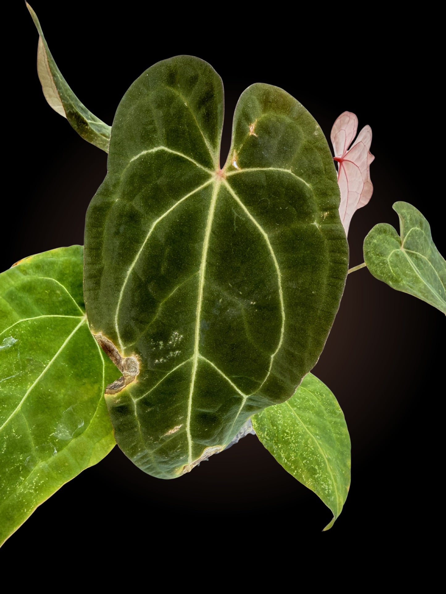 Anthurium Red Crystal x