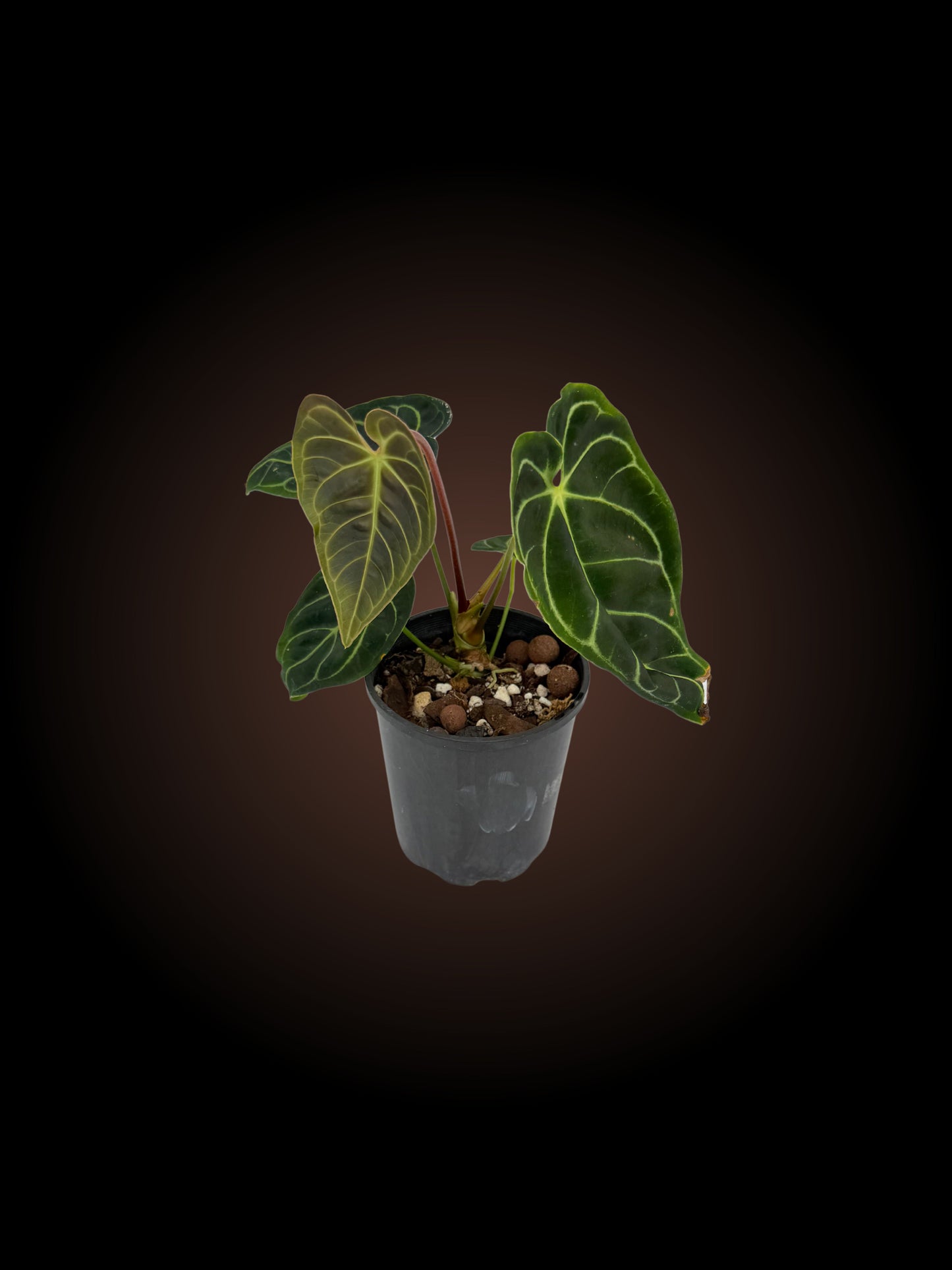 Anthurium Regale