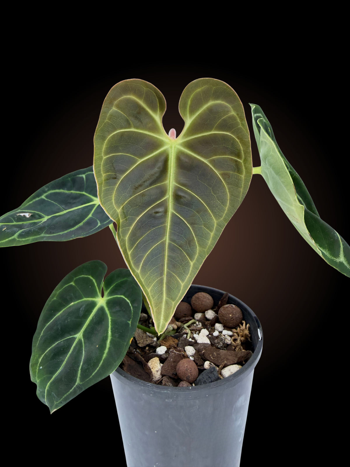 Anthurium Regale