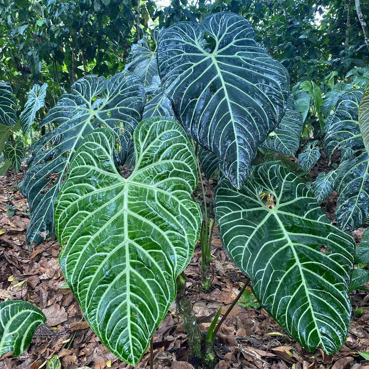 Anthurium Regale