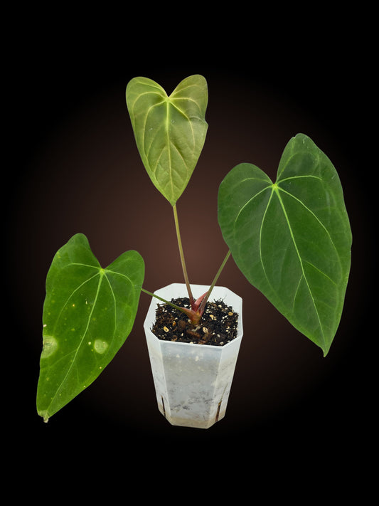 Anthurium Ruby Zoisite