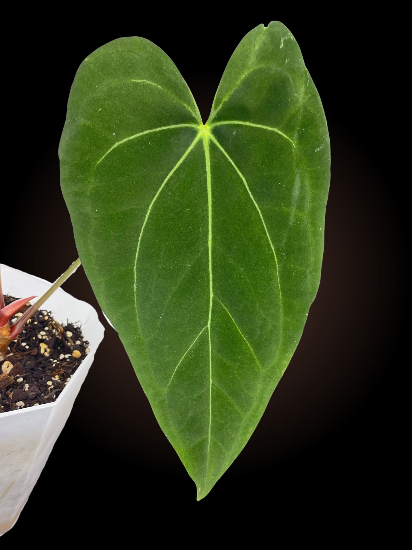 Anthurium Ruby Zoisite