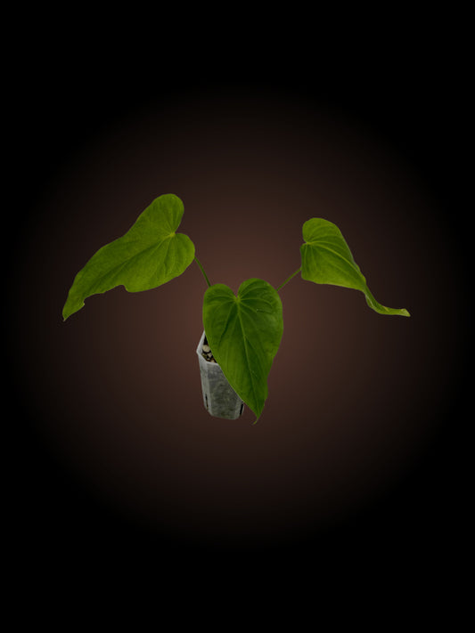 Anthurium Schottianum