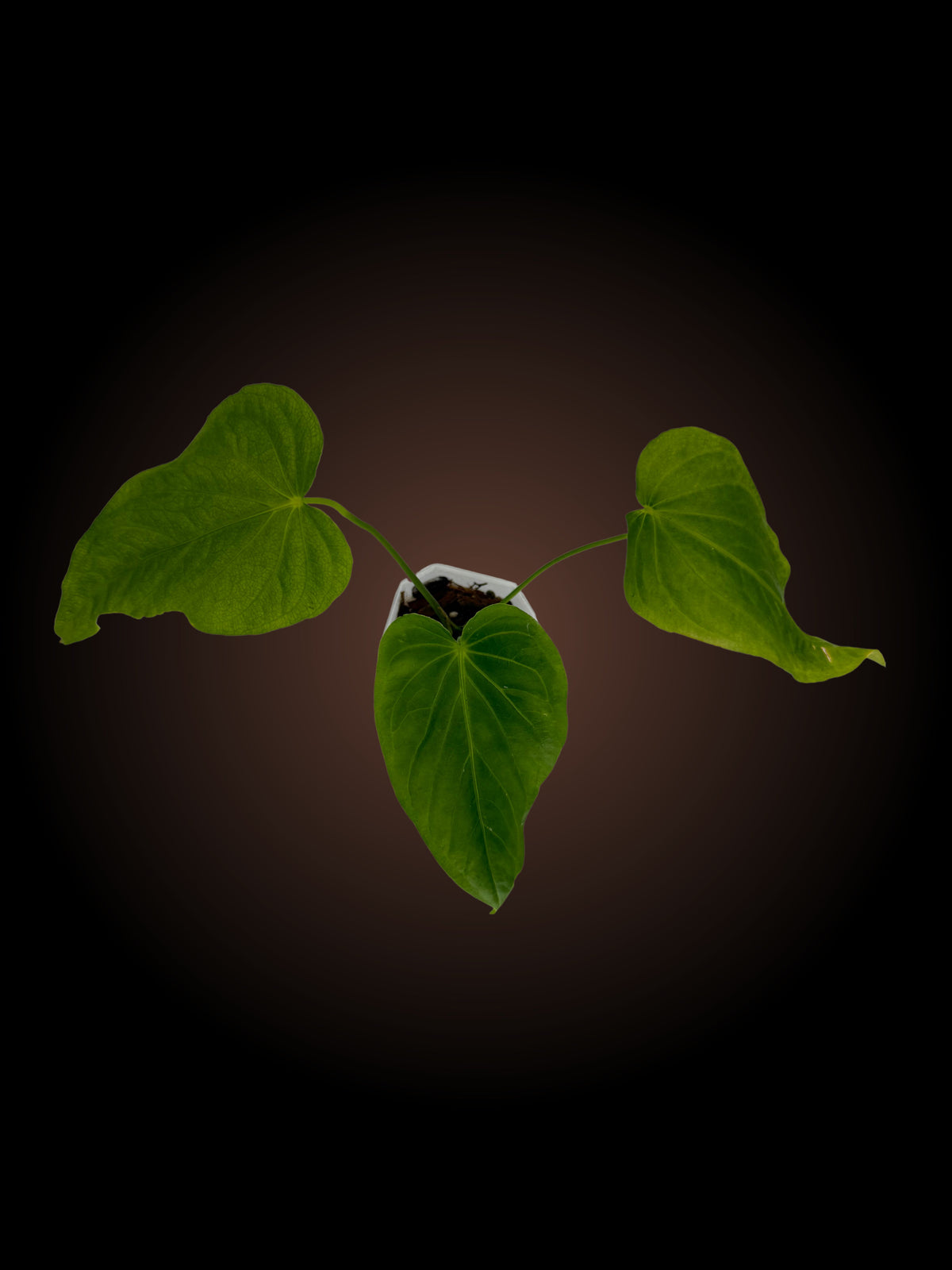 Anthurium Schottianum
