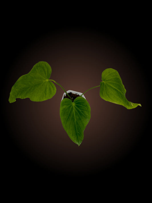 Anthurium Schottianum