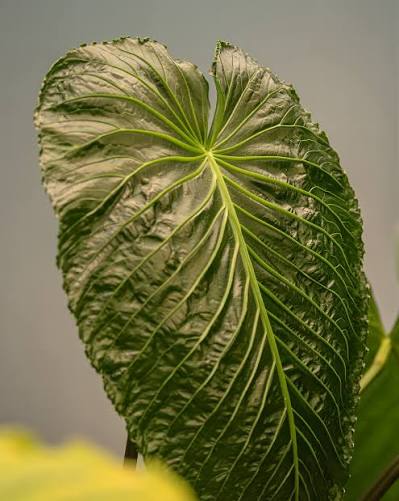 Anthurium Schottianum