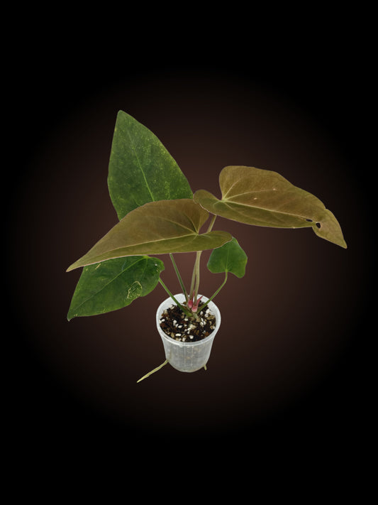 Weekly Auction - Anthurium The Dark Triad