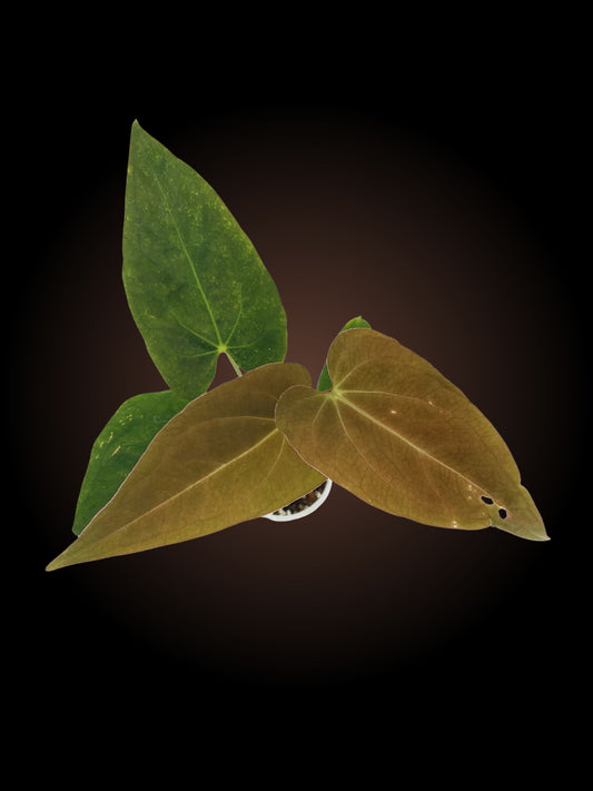 Weekly Auction - Anthurium The Dark Triad