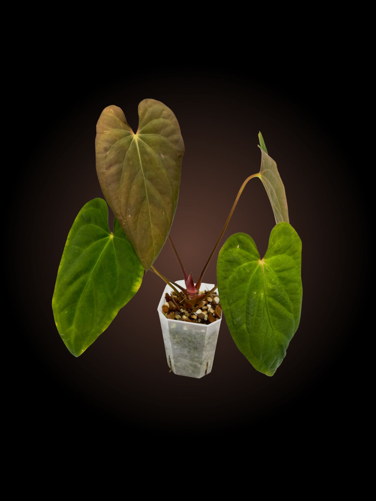 Anthurium Twin Phoenix x Pap x