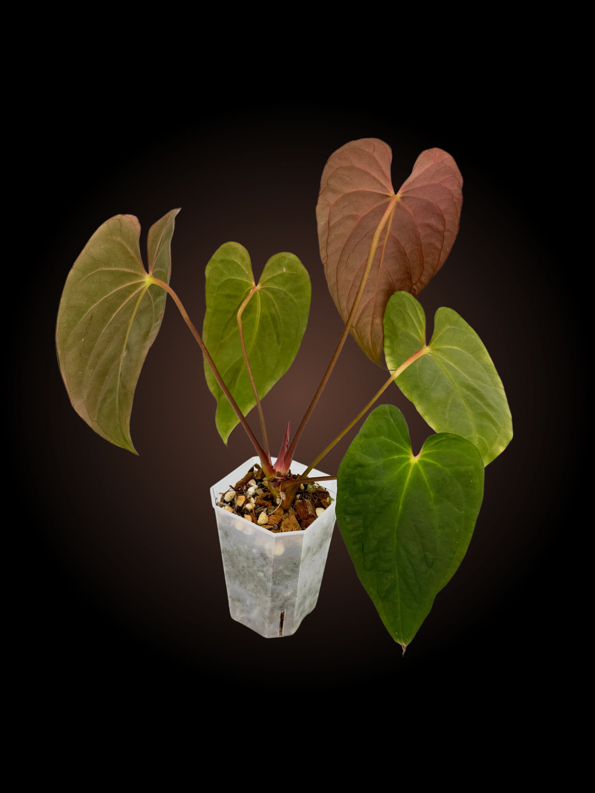 Anthurium Twin Phoenix x Pap x