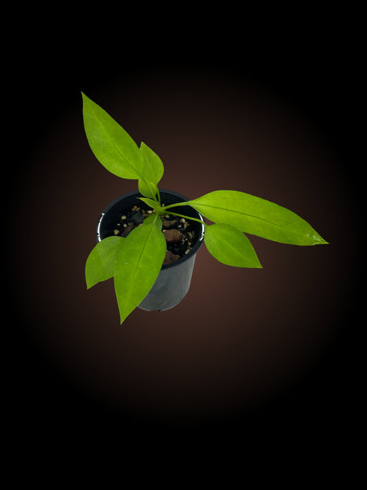 Seed Grown Anthurium Vittarifolium