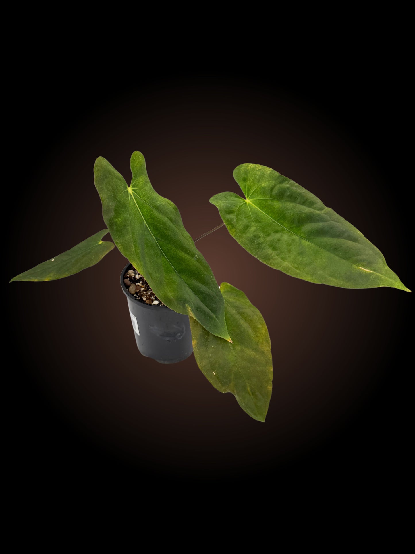 Anthurium #BlackParade
