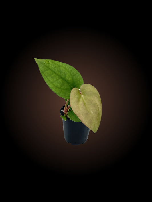Anthurium Crystal Dark x Luxurians BV