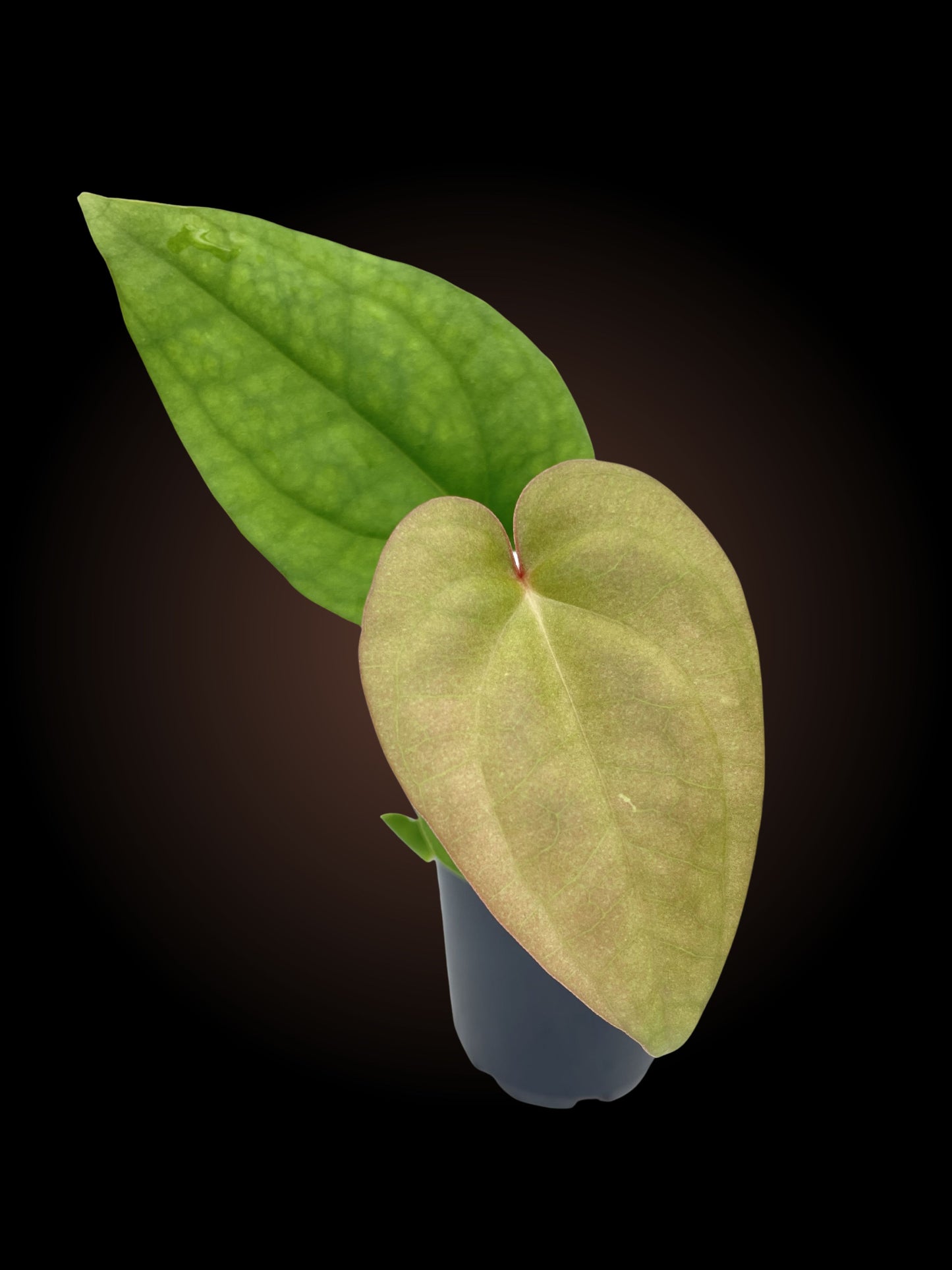 Anthurium Crystal Dark x Luxurians BV