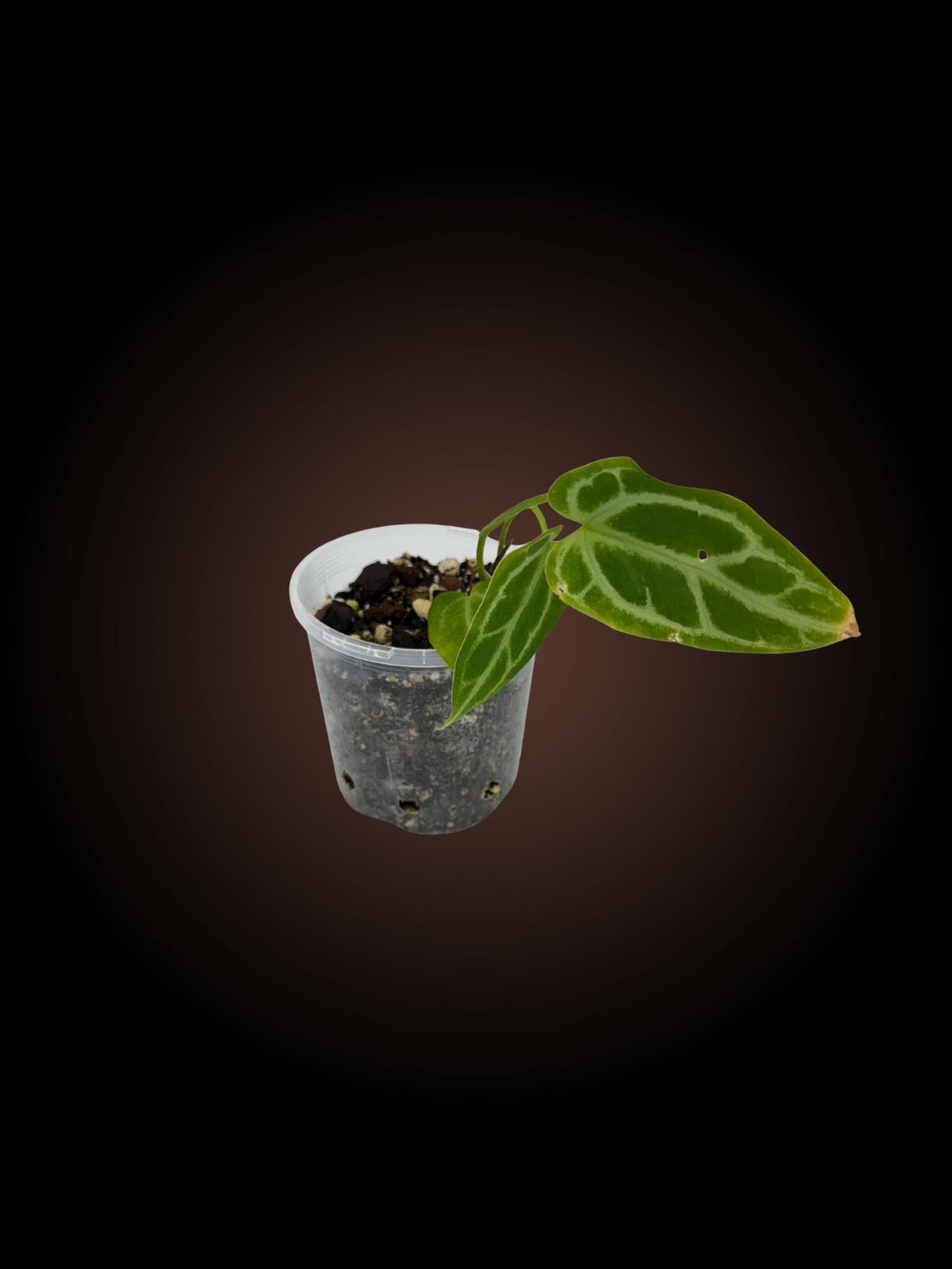 Anthurium Crystallinum x (YOUR CHOICE)