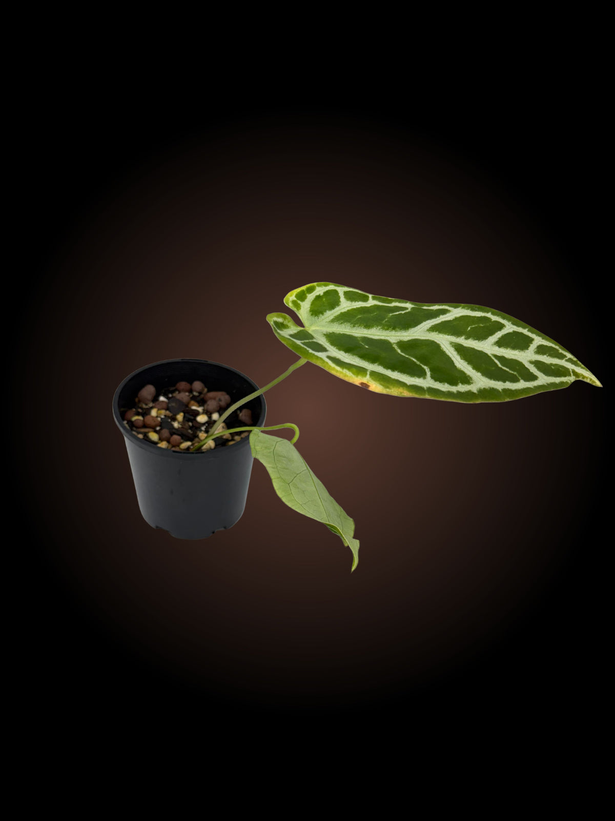 Anthurium Crystallinum x (YOUR CHOICE)