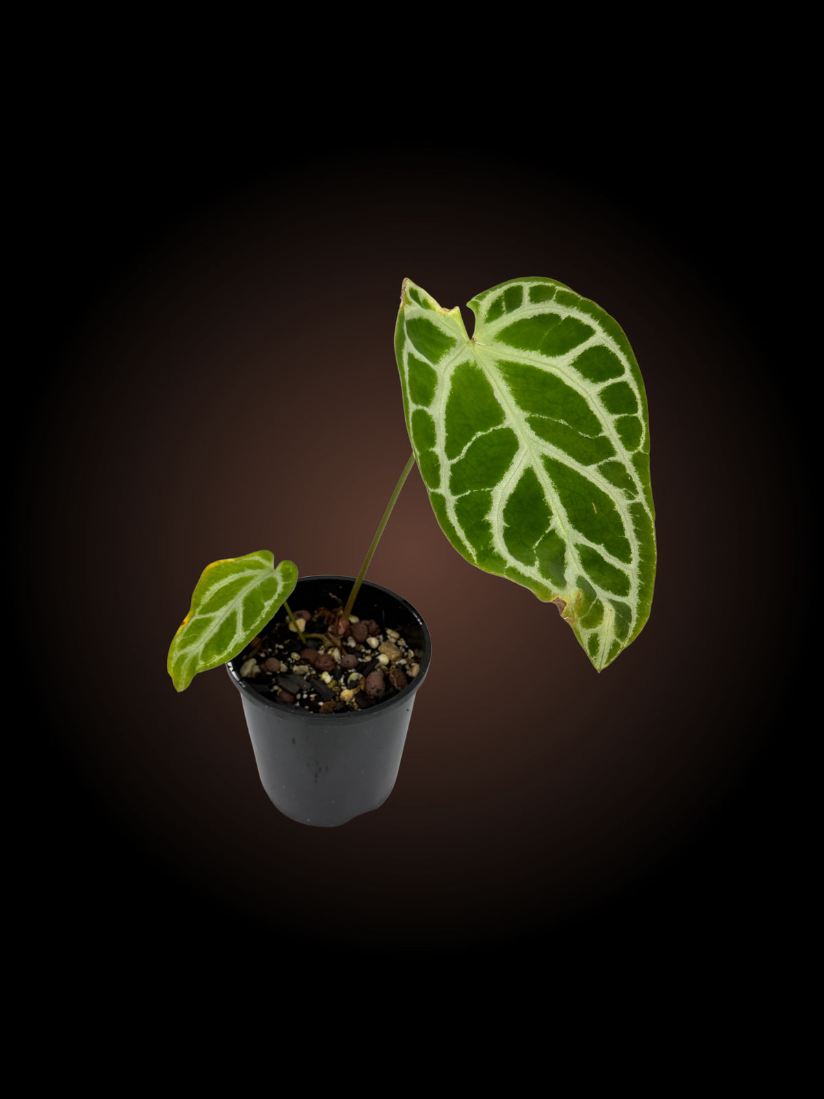 Anthurium Crystallinum x (YOUR CHOICE)